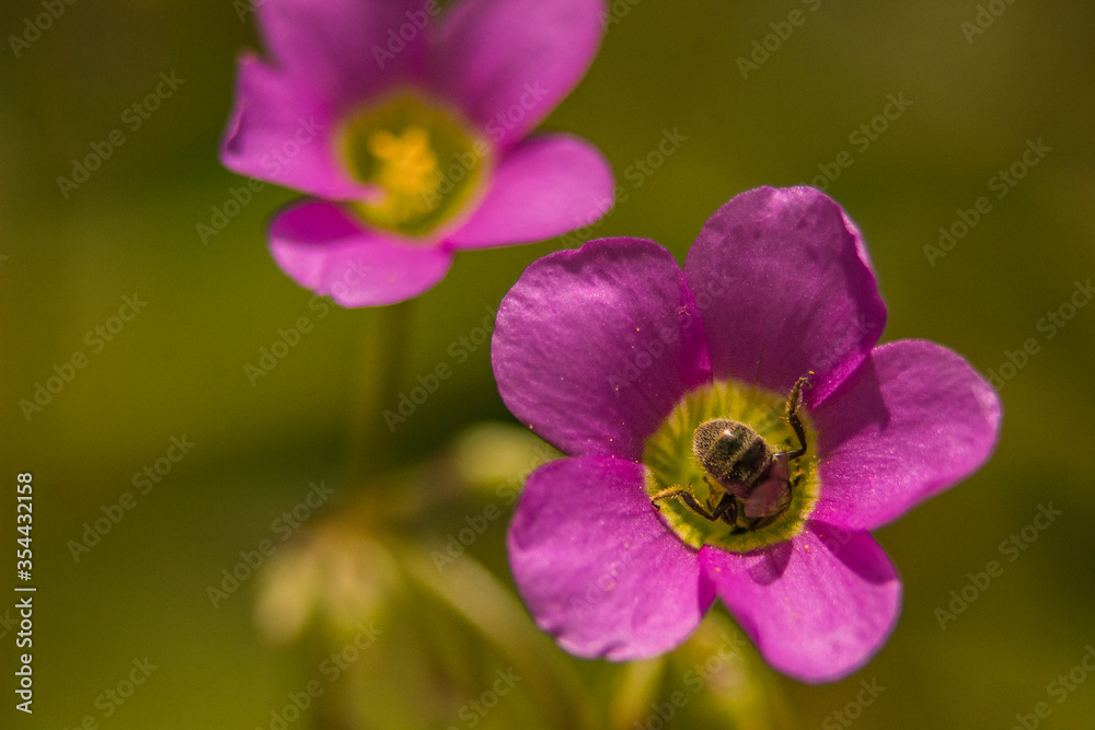 abeja en flor abeja en flor