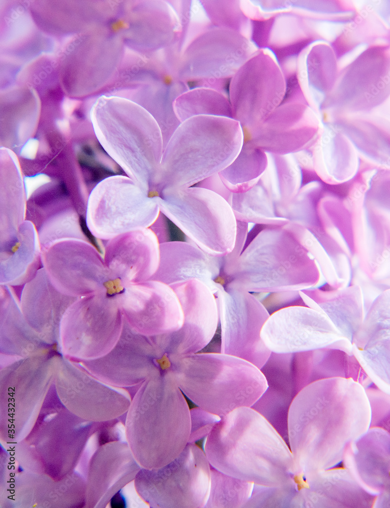 Lilac. Spring flowering lilac. natural spring background. Lilac. Spring flowering lilac. natural spring background.