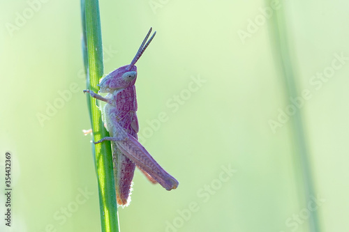 Nahansicht eines pinken Grashüpfers