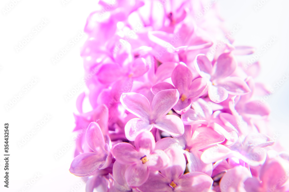 Lilac. Spring flowering lilac. natural spring background.