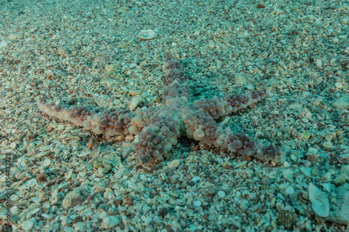 Starfish On the seabed in the Red Sea, eilat israel  © yeshaya