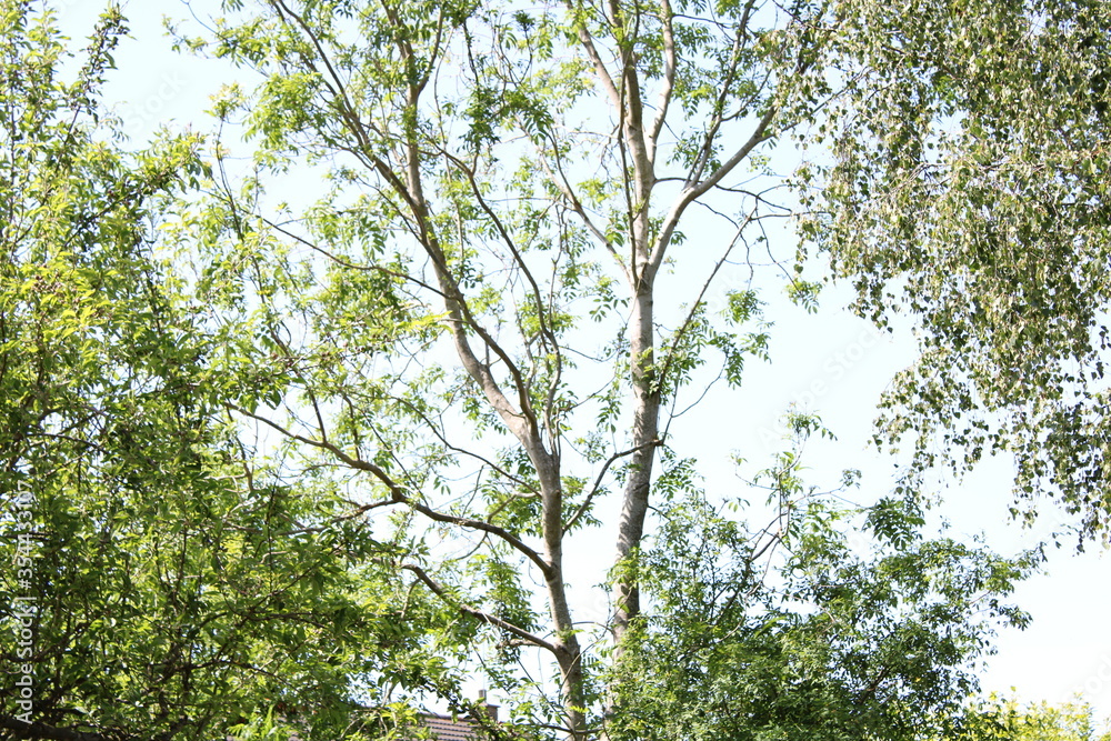 green leaves of the sky green leaves of the sky