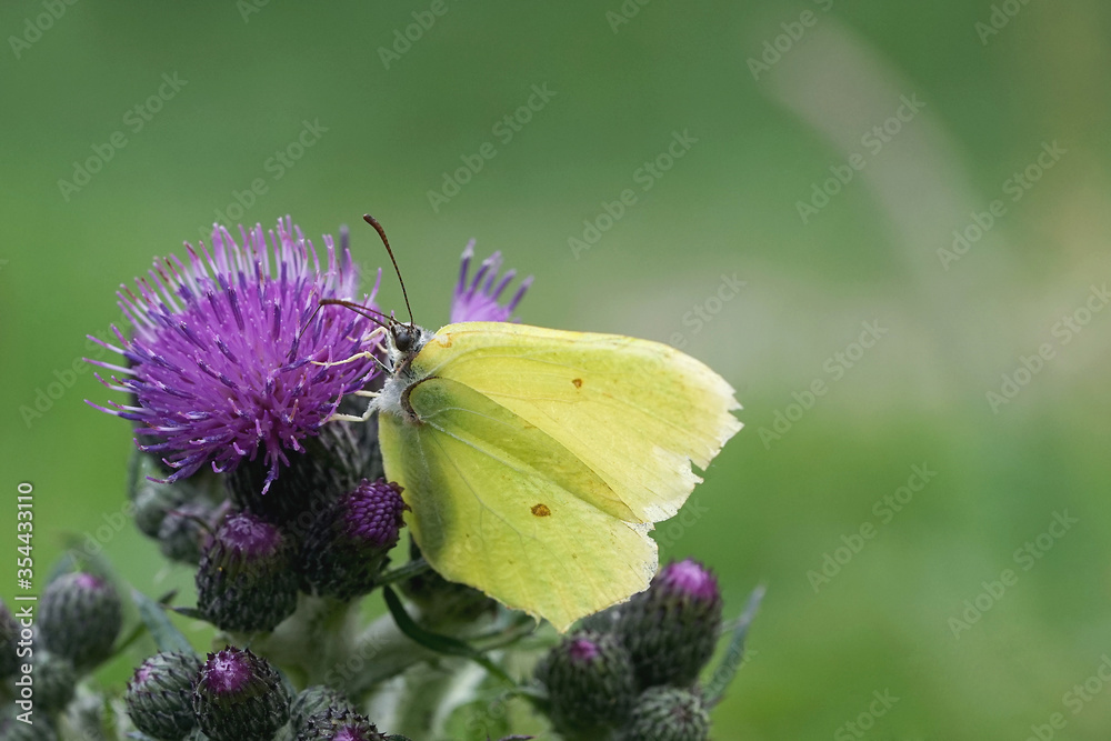 Zitronenfalter sammelt Nektar einer Distel Zitronenfalter sammelt Nektar einer Distel