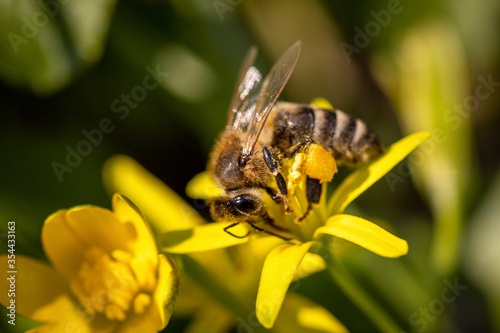 Bee on a spring flower collecting pollen and nectar © photografiero