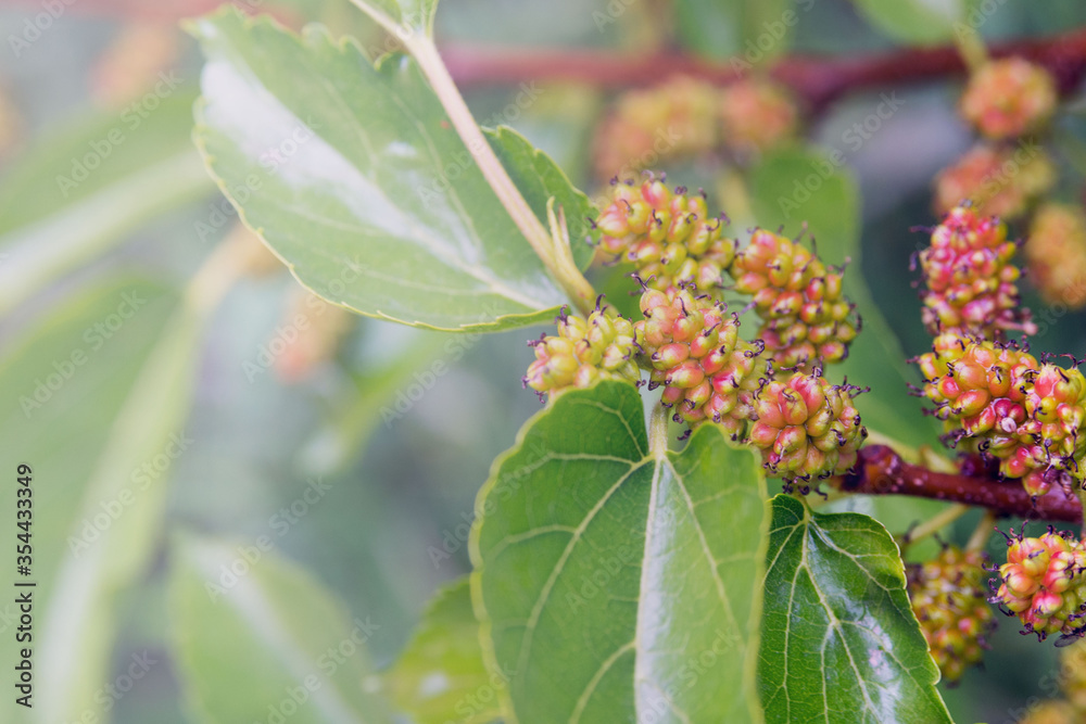 Organic juicy ripening mulberries on a branch with blurry green leaves. Bunch of unripe mulberry berries. Organic juicy ripening mulberries on a branch with blurry green leaves. Bunch of unripe mulberry berries.