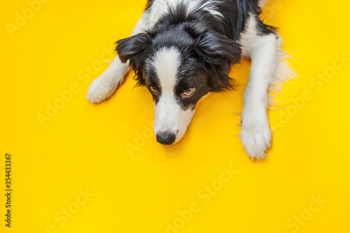 Funny studio portrait of cute smiling puppy dog border collie isolated on yellow background. New lovely member of family little dog gazing and waiting for reward. Pet care and animals concept