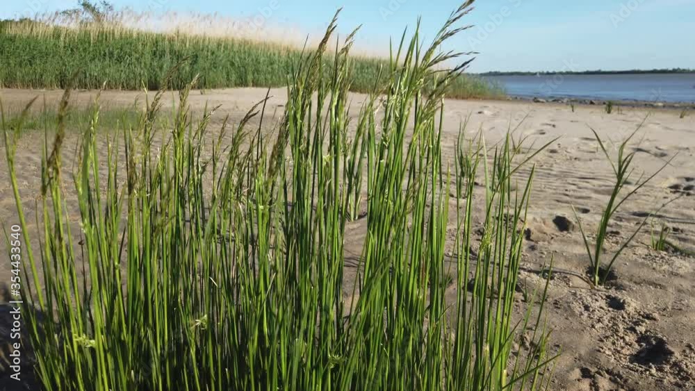 Sand_Reed Sand_Reed