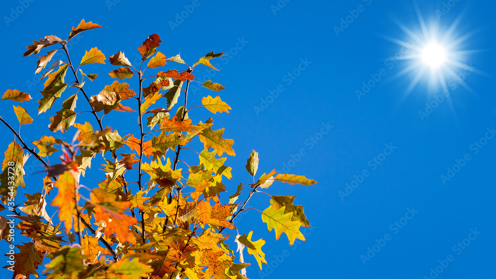 Oak branches with colorful autumn leaves on a background of blue sky with bright sun. Copy space Oak branches with colorful autumn leaves on a background of blue sky with bright sun. Copy space