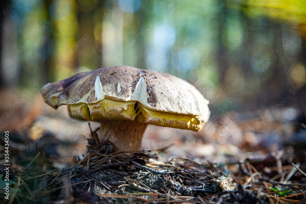 Fototapeta premium Fall mushroom in the forest on the grass in the sun