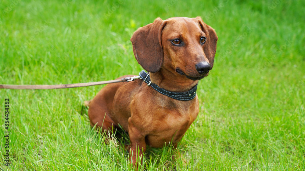 Merry dog dachshund on a green lawn. Red-haired pet on a walk, hunting dog in the forest on green grass