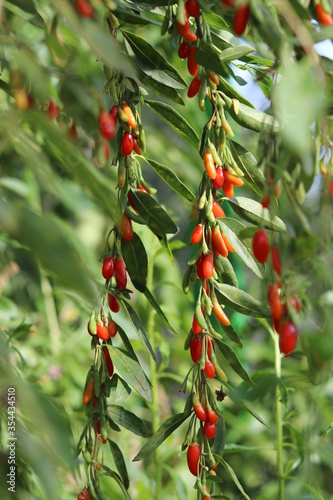 Red berries godji on a bush photo