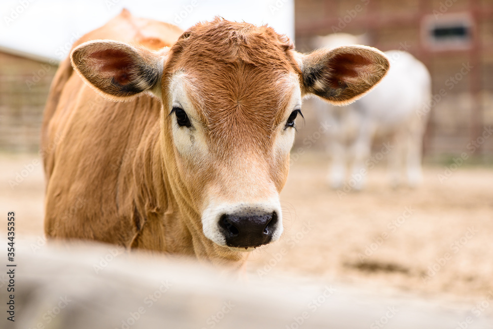 small young red or brown cow calf portrait farm animal outdoor agriculture in a village or on a ranch