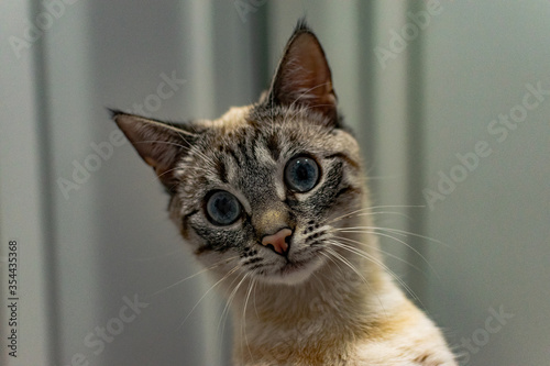 Fototapeta Naklejka Na Ścianę i Meble -  Adorable kitty portrait. A young cat. 