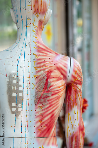 Medical training dummy with channels and points for acupuncture treatment. High quality photo
