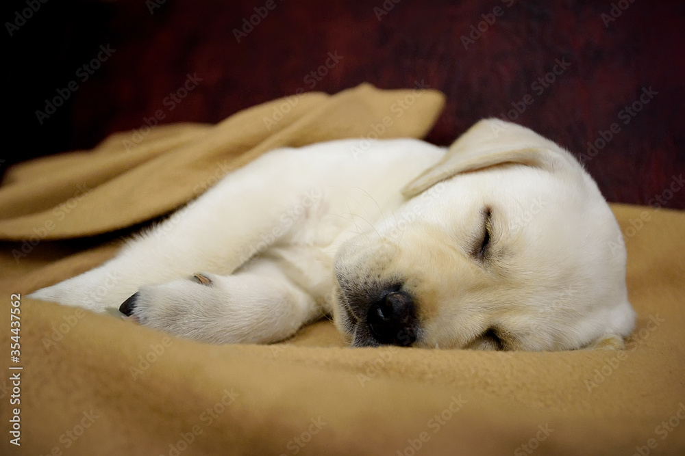Cute little purebred white Labrador Retriever puppy sleeps on yellow plaid.