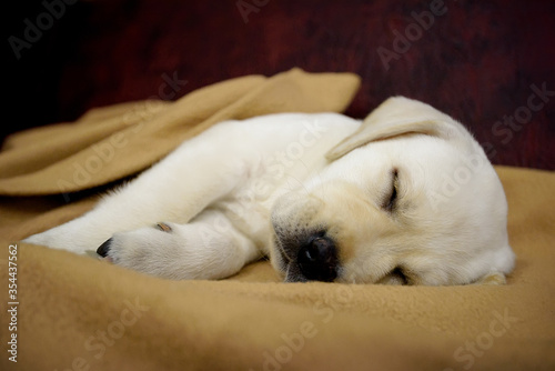 Cute little purebred white Labrador Retriever puppy sleeps on yellow plaid. © Suslov Denis