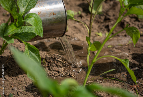 Close-up. Hands of an elderly woman holding an abundance of soil with a young plant. Planting seedlings in the soil and watering from a watering can. Agriculture concept.