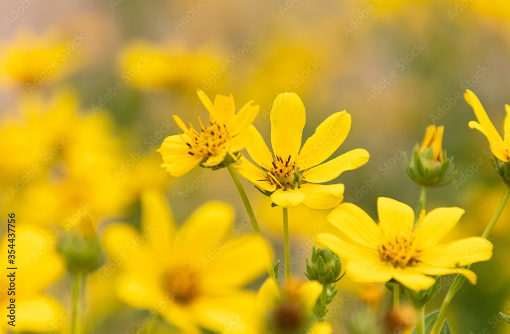 Closeup of yellow Englemann Daisies in a flower bed Closeup of yellow Englemann Daisies in a flower bed