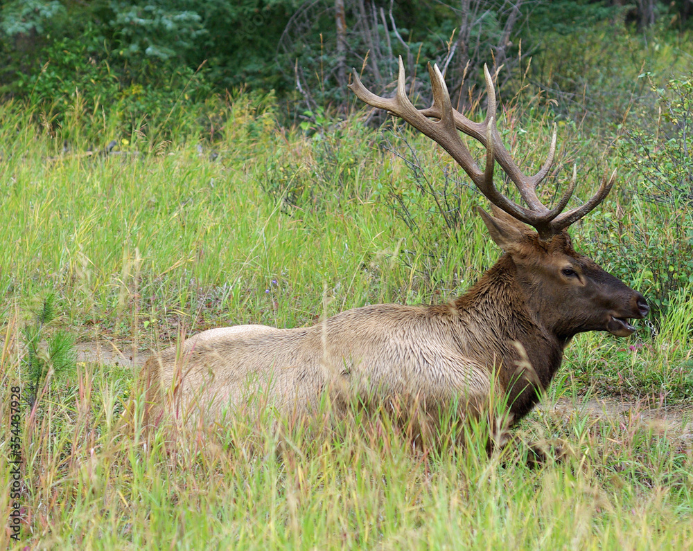Rock Mountain Elk