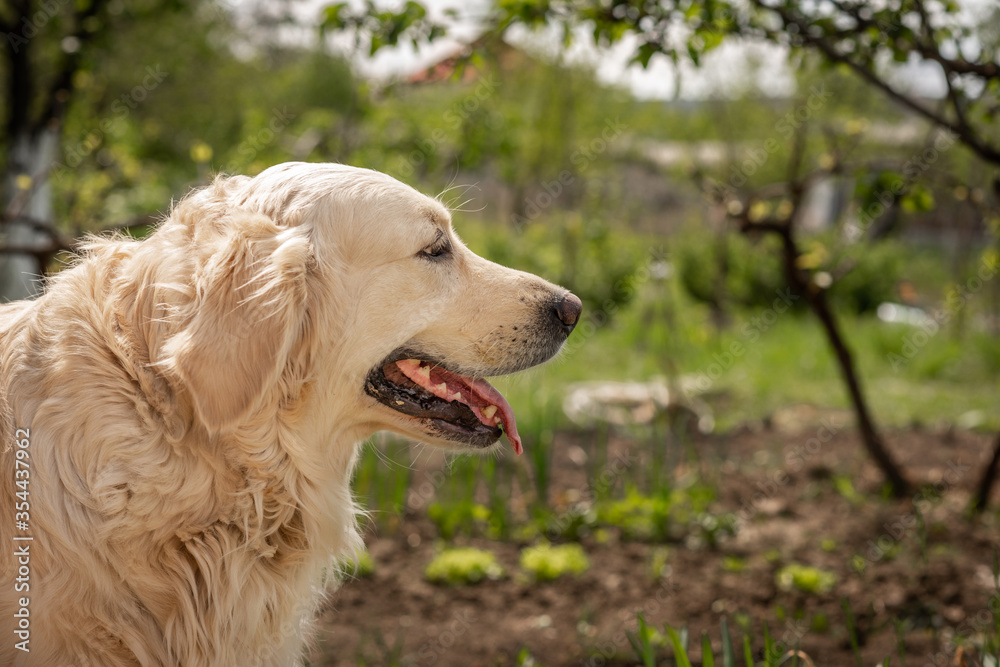Golden retriever dog / labrador / on the grass on a background of green nature