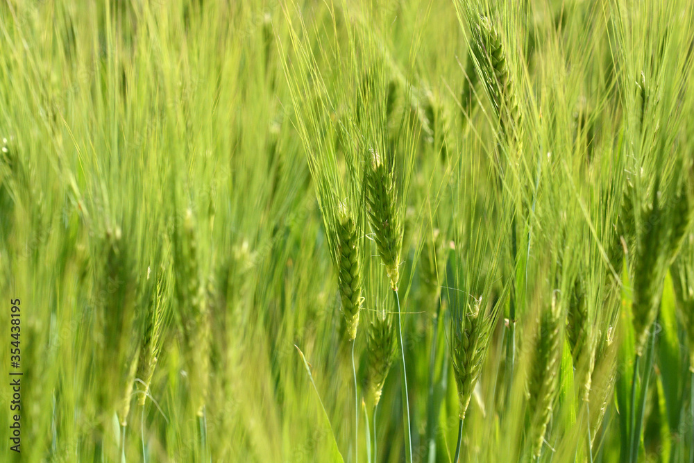 landscape of lower saxony