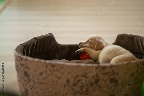 Sleepy puppy. Golden lab puppy sleeps with his toy in a basket.
