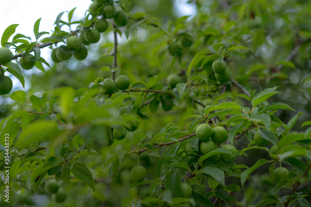 Ripening fruits of cherry plum growing on a tree