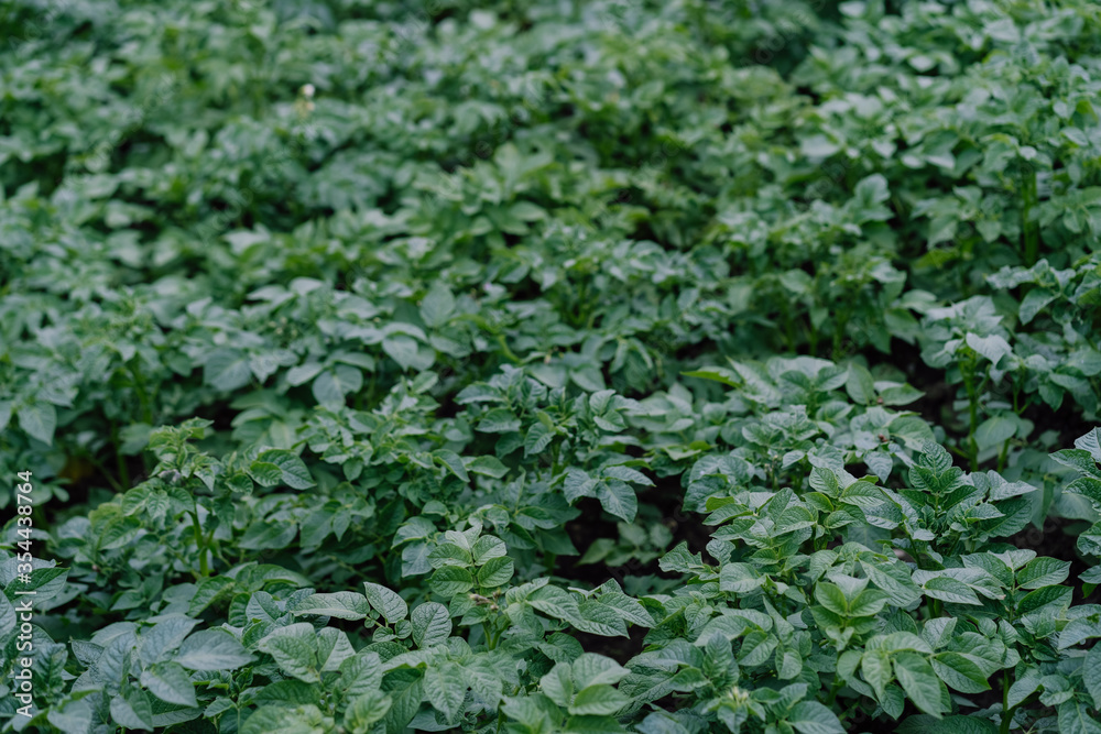 Leaves of potato growing in the ground