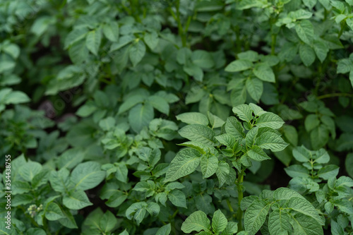 Leaves of potato growing in the ground