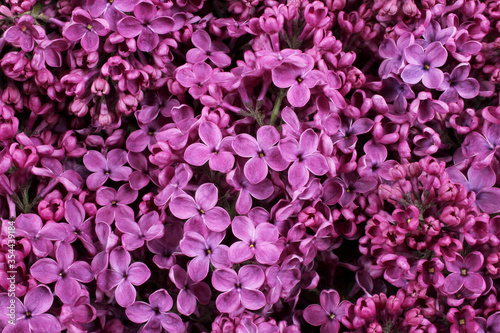 Purple Common Lilac (Syringa vulgaris) flowers background. Nature concept. Top view. Close up. © DRasa