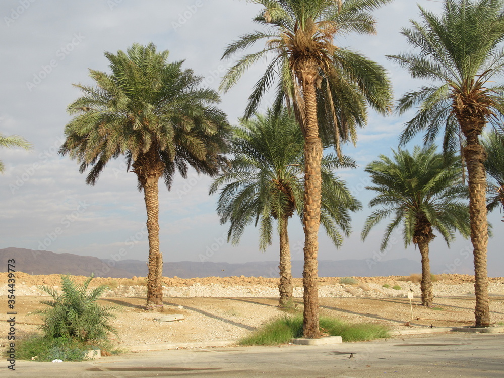 Palm trees near Ein Gedi, Israel