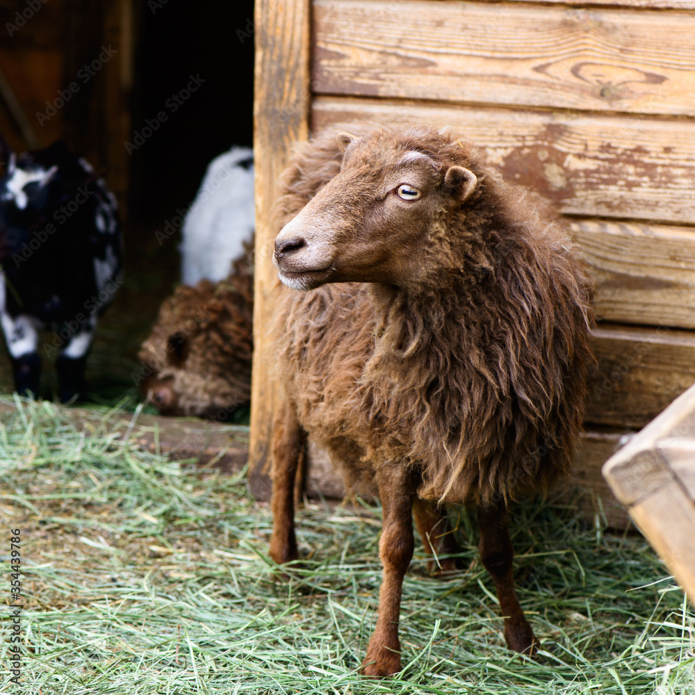 young brown sheep farm animal outdoor agriculture in a village or on a ranch young brown sheep farm animal outdoor agriculture in a village or on a ranch