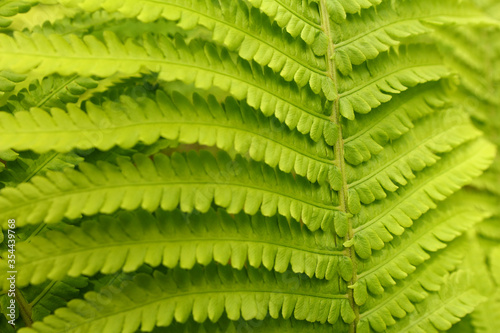 A closeup of green fern leaves arranged horizontally.