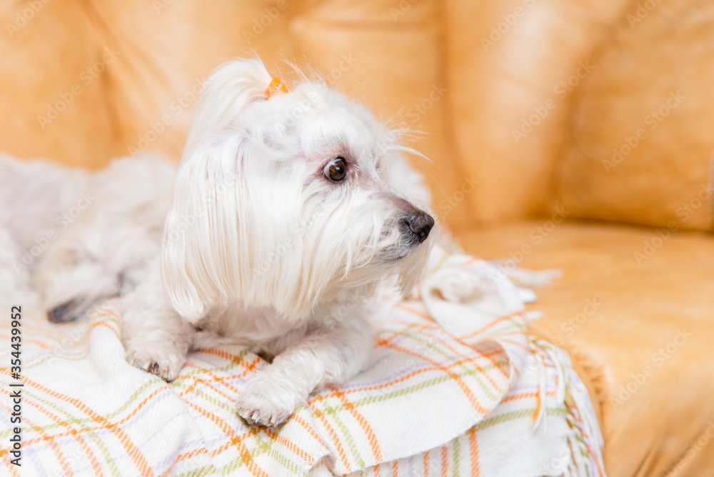 Domestic companion dog lies resting on a light blanket, looking away. Domestic companion dog lies resting on a light blanket, looking away.