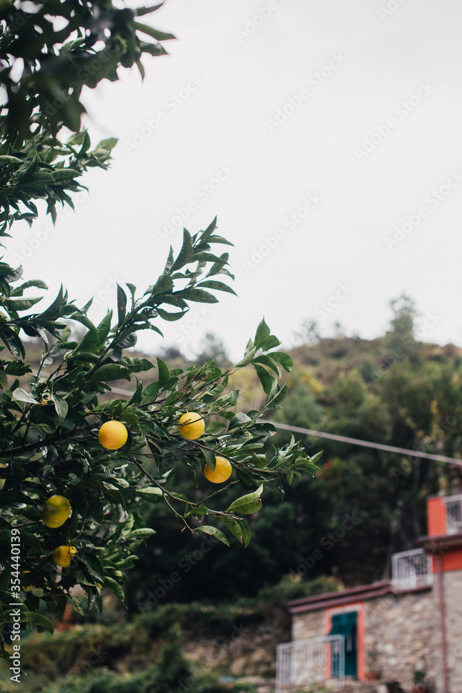 Close up of an orange tree in Italy
