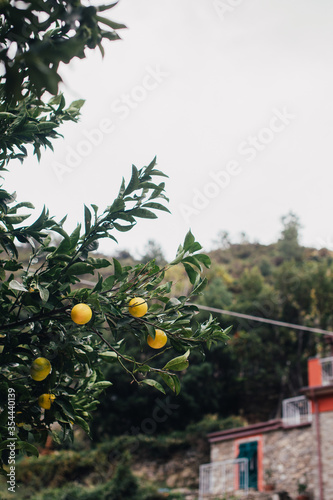 Obraz na płótnie Close up of an orange tree in Italy w salonie