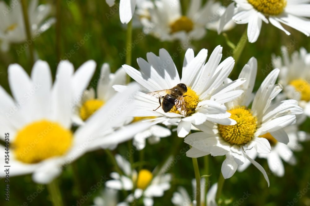 An ocean of chamomile is a relief for sore eyes An ocean of chamomile is a relief for sore eyes