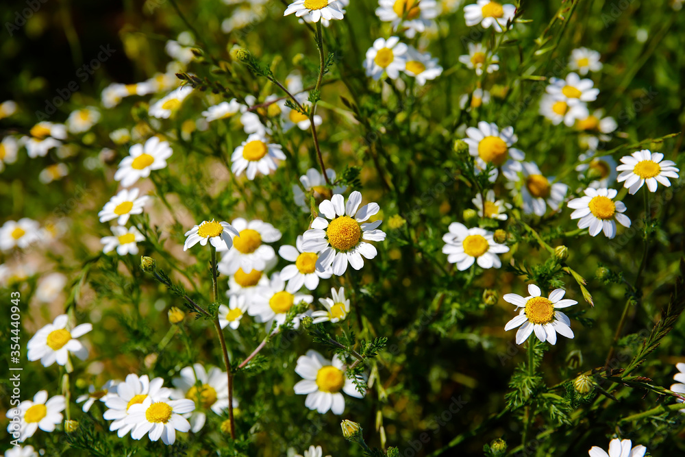 Natural spring daisy in the meadow