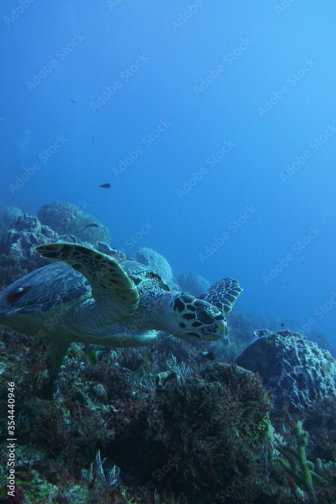 Turtle Turtle