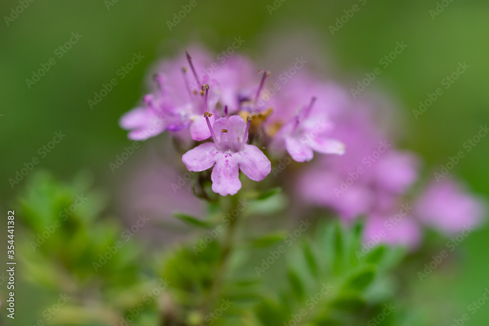Creeping Thyme Flowers in Springtime