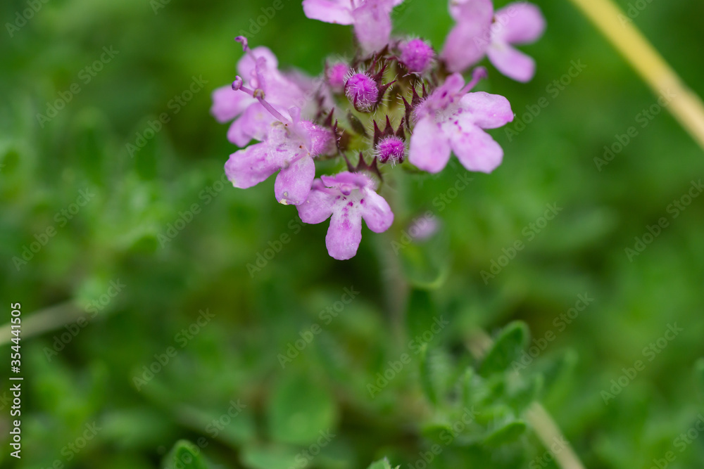 Creeping Thyme Flowers in Springtime Creeping Thyme Flowers in Springtime