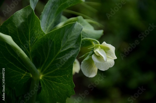 close up little white green peas bloom, beautiful wild flowers. vegetable growing in the garden, farming organic products. © Lucy_Kozyra