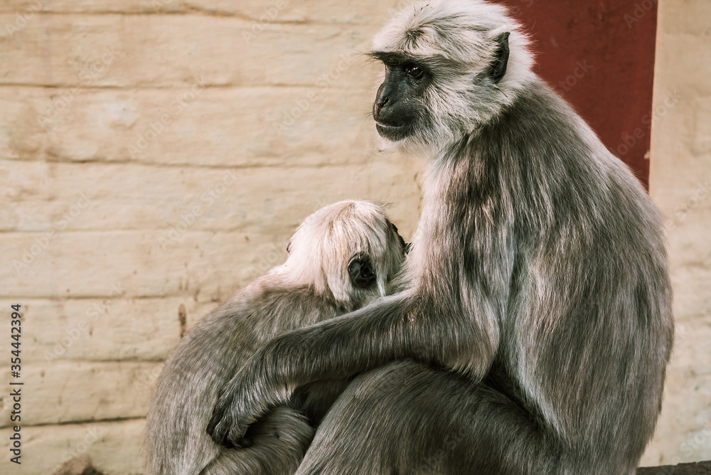 big gray monkey feeds his child on asia street 2