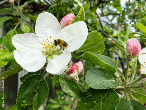 a young wasp collects nectar from an Apple blossom
