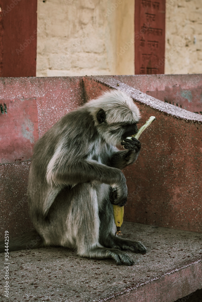 monkey eating a banana on a bench on a street of asia