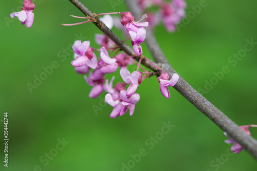 Eastern Redbud Flowers in Springtime