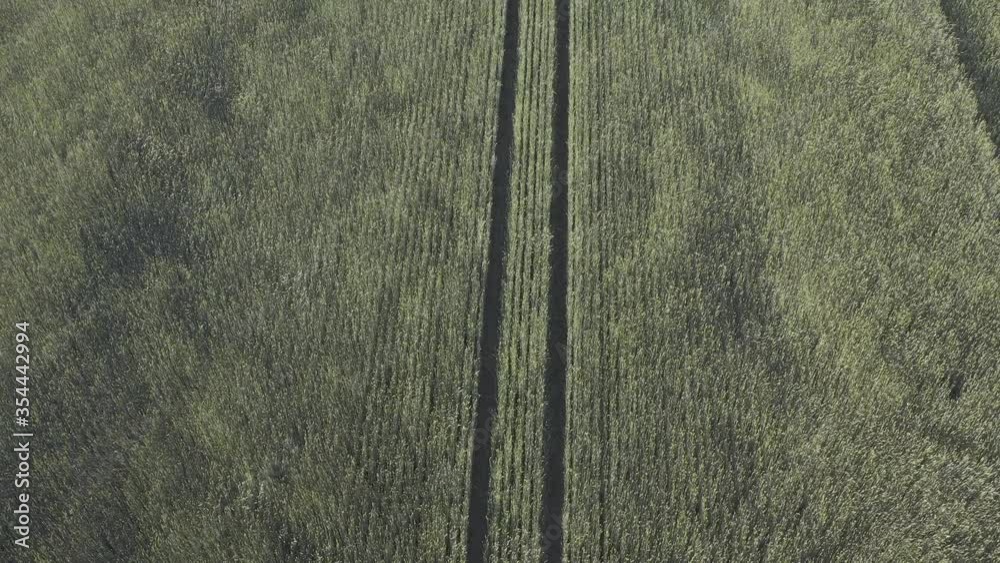 Wind weht über ein Feld. Vogelperspektive. 