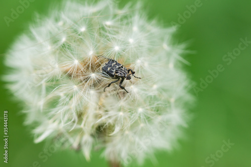 Flower Chafer Beetle on Dandelion Seed Head