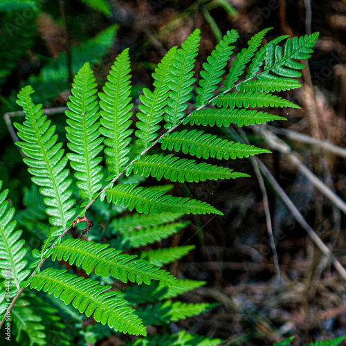 Fern in daylight