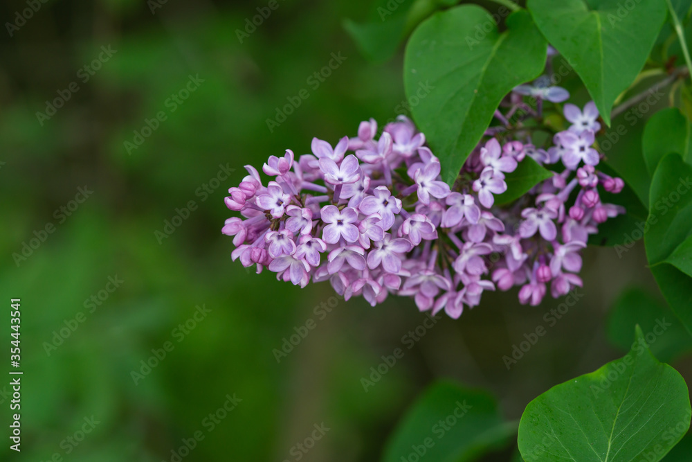 Lilac Flowers in Bloom in Springtime Lilac Flowers in Bloom in Springtime
